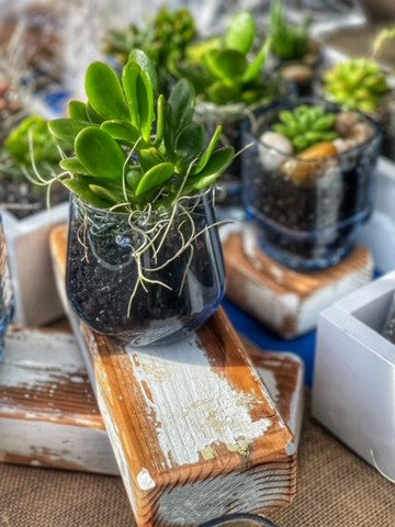 Succulent